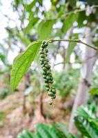 close-up of black pepper plant planted in a small garden. black pepper is growing a lot on the plantation. photo