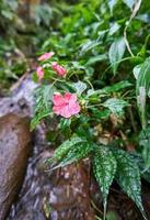 wild plants near fresh river. Beautiful flowers grow wild near the river. photo