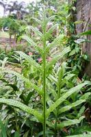 wild plants near fresh river. Beautiful flowers grow wild near the river. photo