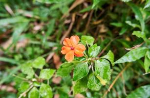 beautiful wild plants growing on the plantation photo