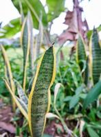 Snake plant planted in small garden photo