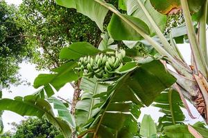 Banana tree growing fresh on a plantation photo