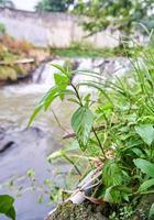 wild plants grow fresh photo