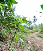 las plantas silvestres crecen frescas foto