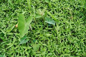 planta de taro que crece salvaje en la plantación foto