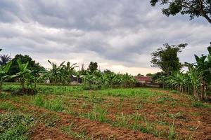 harvested garden area photo