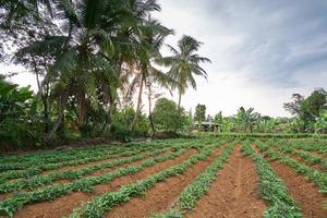 Beautiful landscape in the afternoon on the plantation beautiful sunset with sweet potato plantations photo