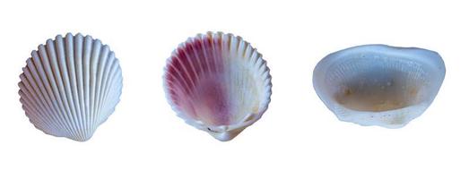 Shells isolated on white background with clipping path photo