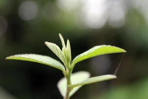 Natural green plants landscape using as a background or wallpaper. photo