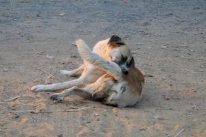 homeless dog self cleaning tick and flea photo