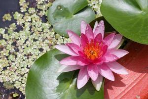 Purple lotus. In the middle of yellow flowers. photo