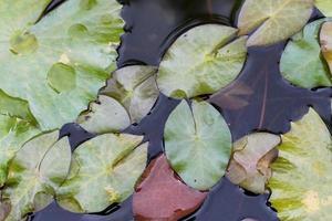 Nymphea leaves on the surface of the water.Water lily lotus leaf on surface of the water.
