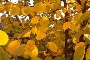 Yellow leaves on tree photo