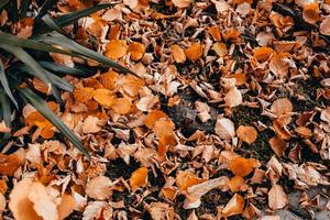 hojas en el suelo foto