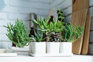 white pots with various succulents on wooden counter top in the kitchen photo