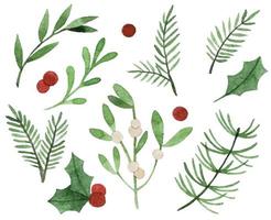 watercolor drawing. christmas plants. set of simple winter leaves and branches, holly, mistletoe, spruce. vector