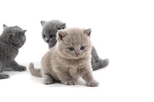 Purple British kitten and two brothers stand on a white background, looking down. photo