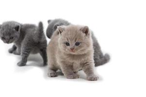 Purple British kitten and two brothers standing on a white background, looking away. photo