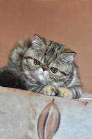 A brown exotic Shorthair cat lies on the couch and looks down. photo