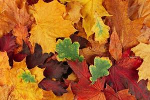 Beautiful background of multicolored fallen autumn leaves. photo