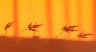 hermoso fondo de desenfoque naranja con sombra de ramas de árboles foto