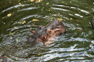 Hippopotamus amphibius, vista superior de hipopótamos habitan ríos, concepto de conservación de animales y ecosistemas de protección. foto