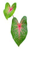 Caladium bicolor leaf plant Colorful beautiful isolated on white background photo