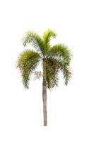 Palm tree ornamental plant beautiful on white background photo