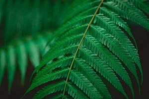 naturaleza de hoja verde en un hermoso jardín. ecología de bosques tropicales y fondo de vegetación natural. hojas verdes naturales plantas fondo portada medio ambiente ecología o vegetación concepto de papel tapiz foto