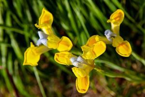 Yellow iris flowers in the field photo