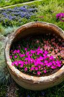 planta de hielo delosperma en las macetas foto