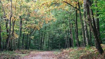 otoño en el bosque holandés. speulderbos los países bajos. foto