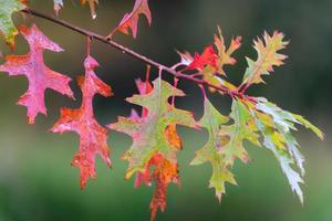 Close up from oak leaves in autumn. Abtwoudsebos, Delft, The Netherlands. photo