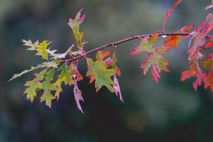 Close up from oak leaves in autumn. Abtwoudsebos, Delft, The Netherlands. photo