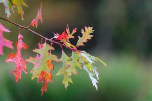 Close up from oak leaves in autumn. Abtwoudsebos, Delft, The Netherlands. photo