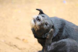 Homeless dog scratches himself behind the ear. photo