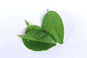 Lemon leaves isolated on white photo