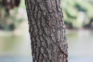 Tree trunk and bark texture, pattern natural detail photo