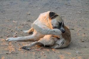 homeless dog self cleaning tick and flea photo