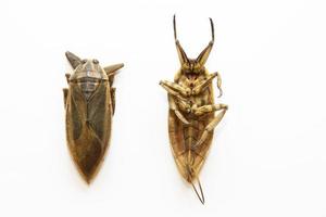 Lethocerus indicus on white background,giant water bug in Thailand.Lethocerus indicus isolated on white background. photo