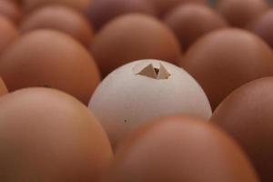 una cáscara de huevo rota en una caja de huevos, huevo para incubar. foto