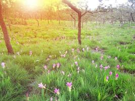 Pink Siam tulip flowers is called Krachai flower , Curcuma sessilis flowers field are blooming in rainy season on the mountain beautiful landscape. photo