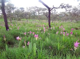 las flores de tulipán rosa de siam se llaman flor de krachai, el campo de flores de curcuma sessilis está floreciendo en la temporada de lluvias en el hermoso paisaje de la montaña. foto