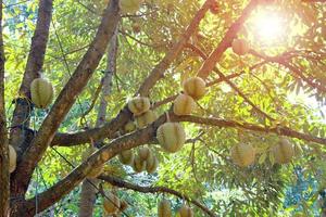 árbol de durian, fruta fresca de durian en el árbol, los durians son el rey de las frutas, frutas tropicales de Asia. foto