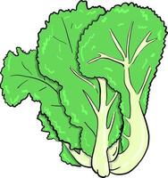 Green salad , illustration, vector on white background