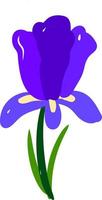 Iris flat, illustration, vector on white background.