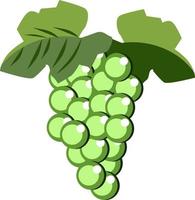 Grapes, illustration, vector on white background.