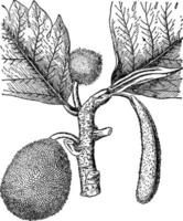 Bread-Fruit Tree vintage illustration. vector