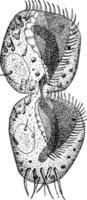 Replication Of An Individual Euplotes Harpa, vintage illustration. vector