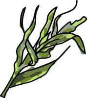 Tarragon, illustration, vector on white background.